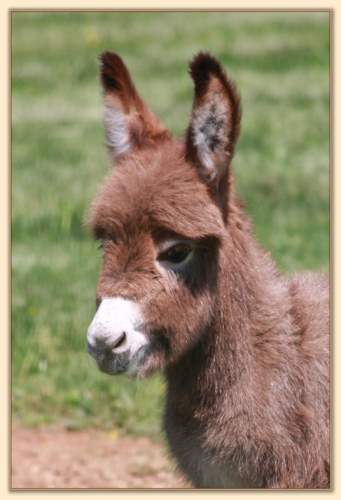 HHAA Baptism by Fire (Babs)