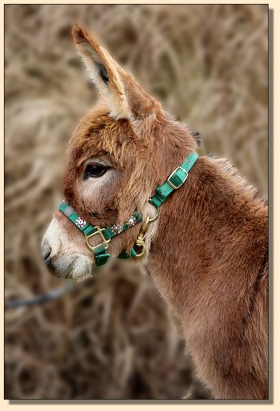 Burns, red miniature donkey gelding for sale just in time for Christmas!
