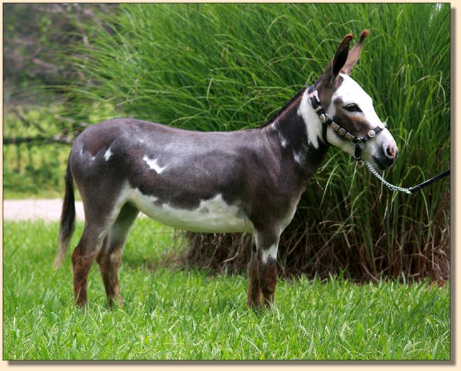 Troytown's Code Violation (Viola)