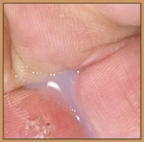 Photo of Miniature Donkey's 2% milk hours before foaling.