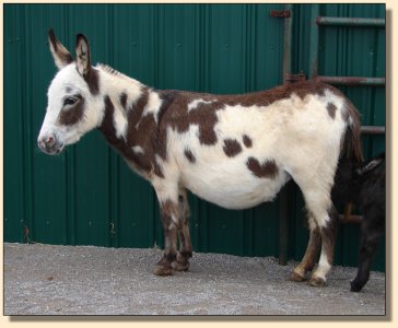 Sunflower on 11-25-07 one day after foaling